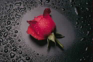 Rosa hecha de lagrimas